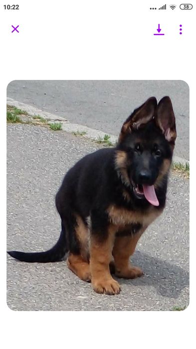 Кобель для в'язки, з доками КСУ.