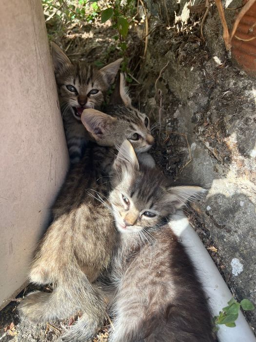 Gatinhos para adoção responsável