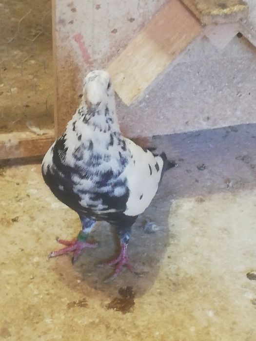 Sprzedam pięknego Tygrysa.
