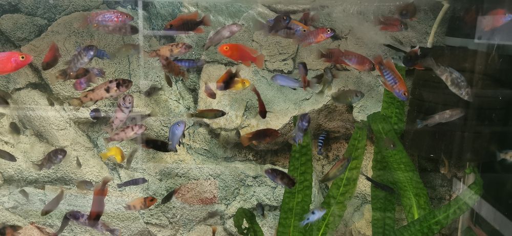 Pyszczaki - Aunokary Malawi - BYDGOSZCZ