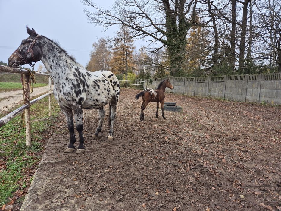 Klacz tarantowata z źróbką