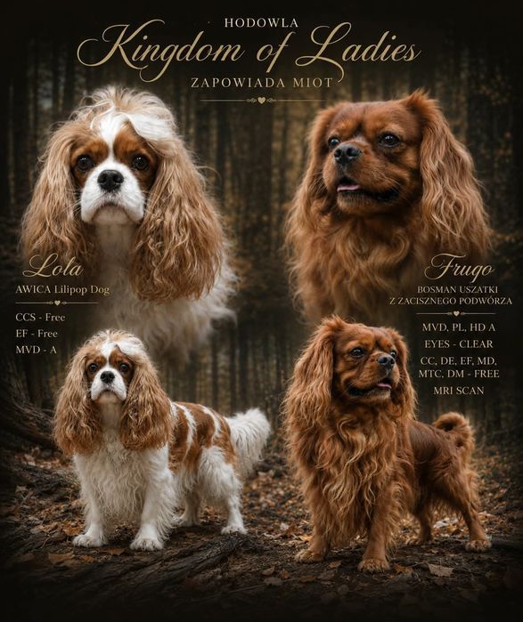 Szczeniak Cavalier King Charles Spaniel