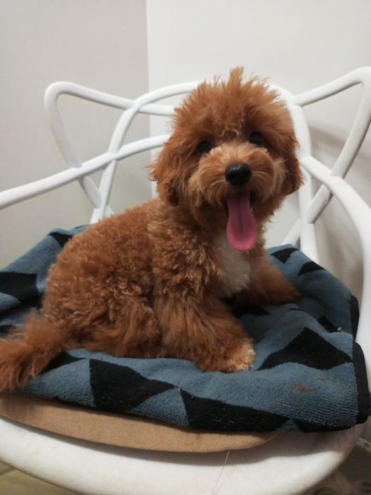 Мальтіпу F2 міні хлопчик