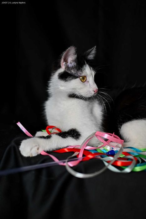 Jedyny Rachunek za Prąd, którego można pokochać!