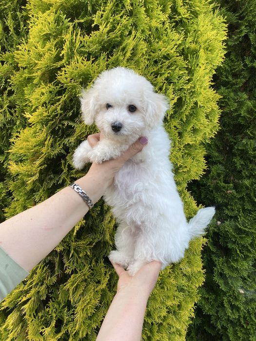 ТЕРМІНОВО !!!Бишон фризе , бішон фрізе