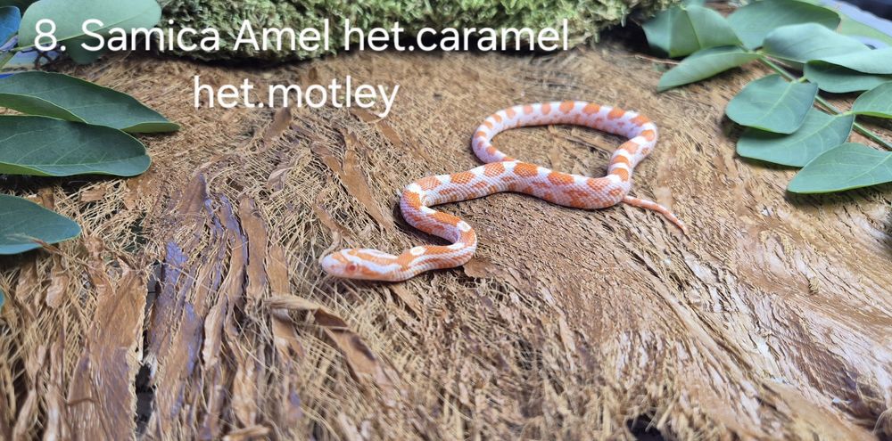 Waż zbożowy. Młode. Amel Samce I Samice