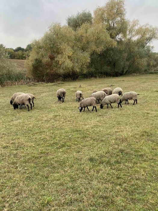 Вівці Романівської породи