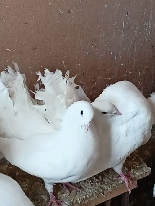 Witam sprzedam pawiki