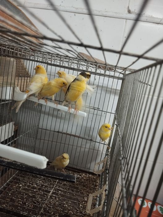 Canários machos de 2025