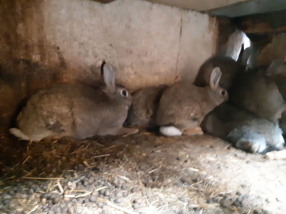 Króliki dzikie króliki