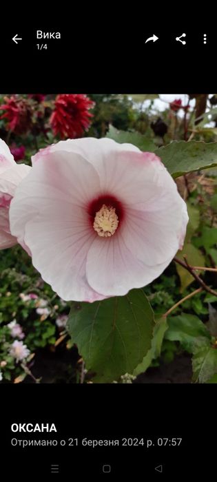 Продам вейгелу і декоративні кущі