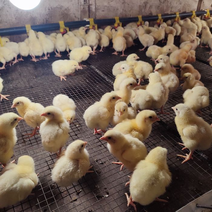 Курчата бройлера