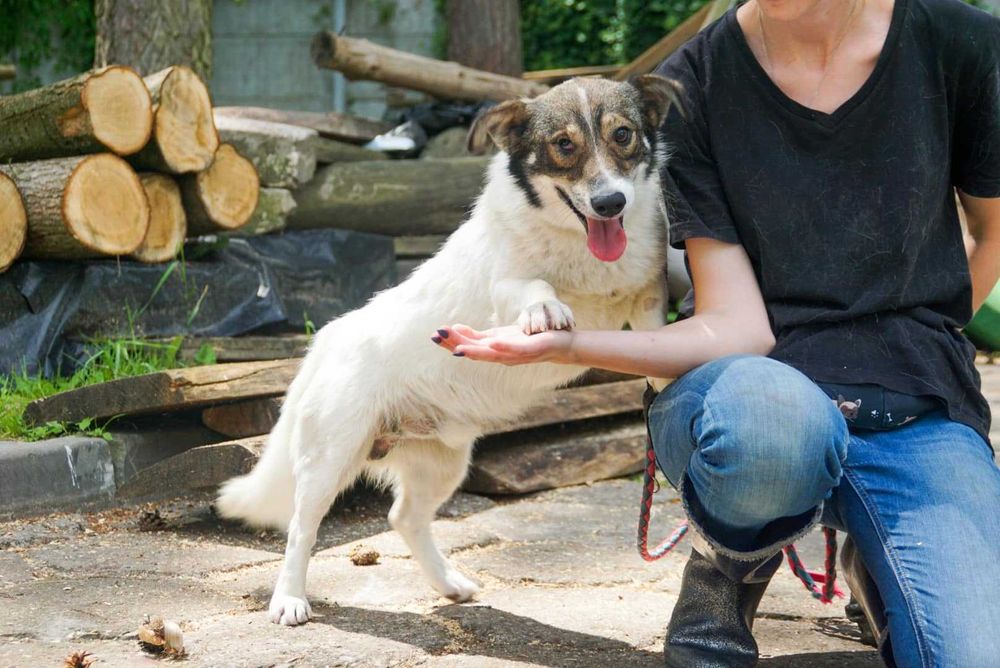 Łaciatek Marshall szuka wspaniałego domu!