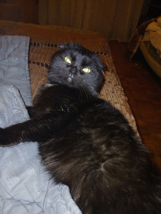 Котик для злучки