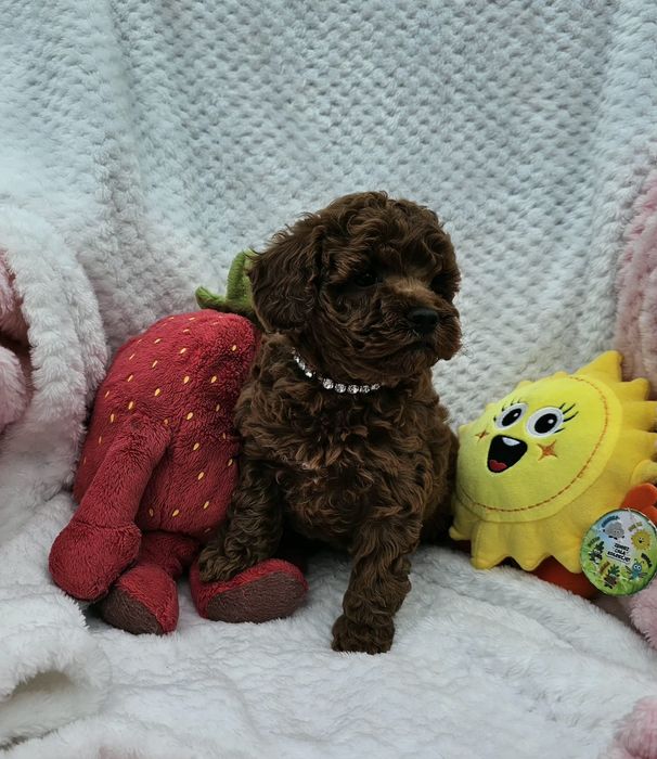 Pudel Toy Red Brown Dziewczynka Już Do Odbioru