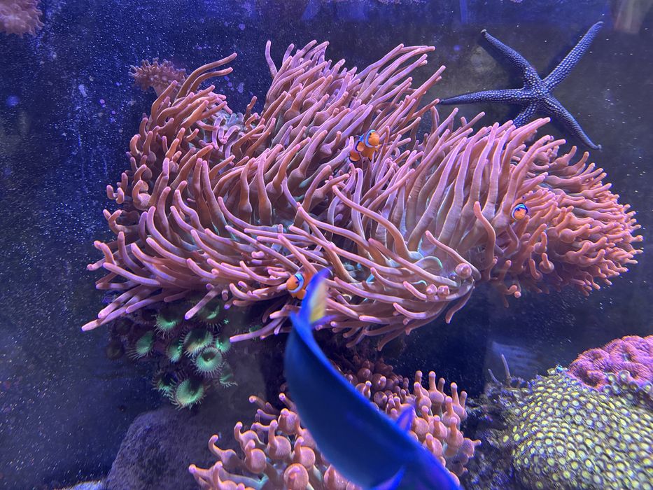 Sprzedam ukwiały entacmaea quadricolor