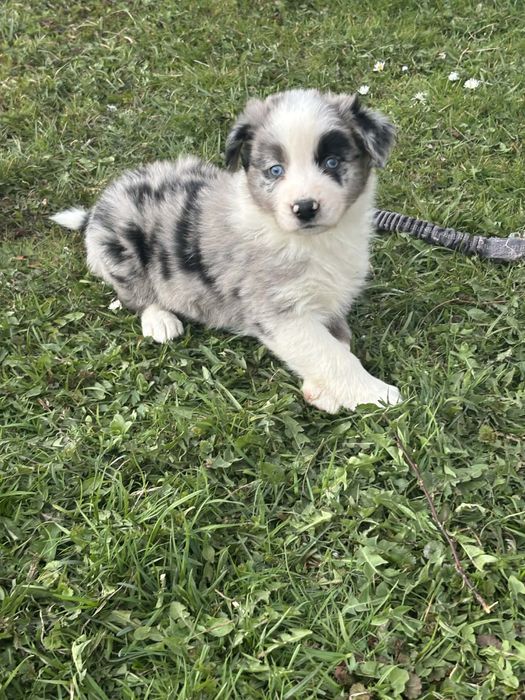Piesek border collie (blue merle)