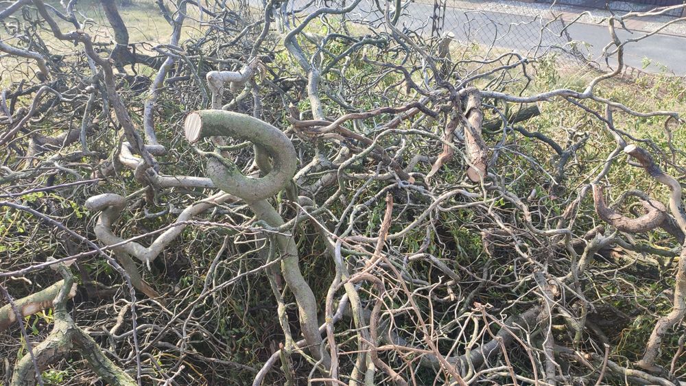 Drewno na opał, gałęzie.