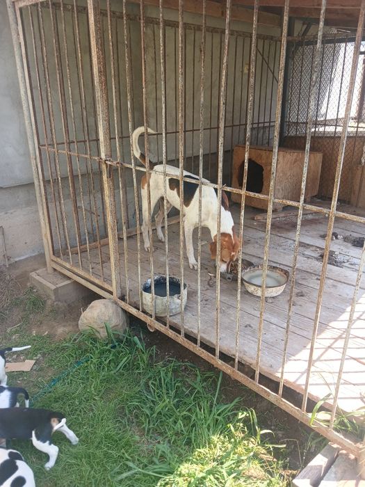 Щенки Руської першої гончі