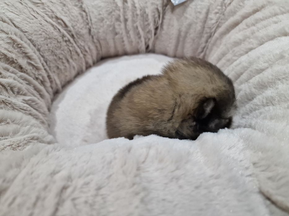 Lulu Pomerânia C/LOP Macho Spitz Alemão Anão