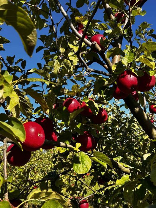 Продам яблука з домашнього саду