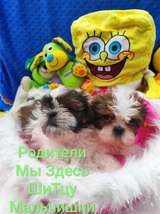 ШитцуШки.Красатунчики.Пацанчики