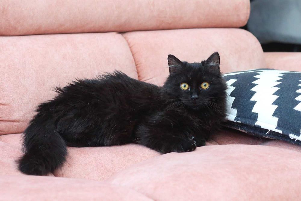 piękny, długowłosy kocurek szuka domu