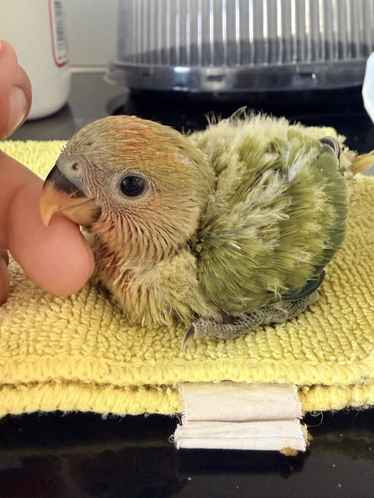 Bebê agapornis para criar a mão