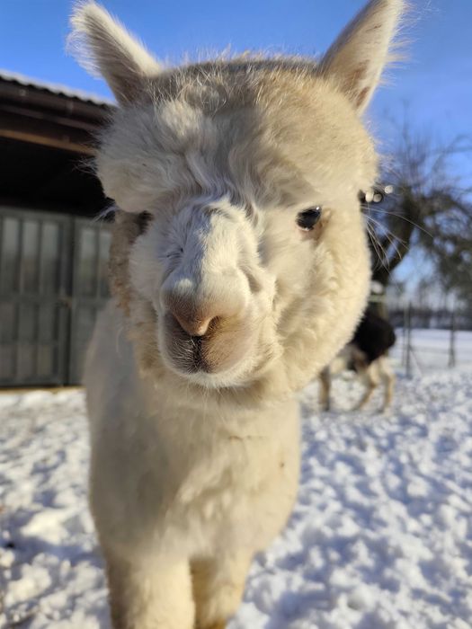 Młody samczyk alpaki