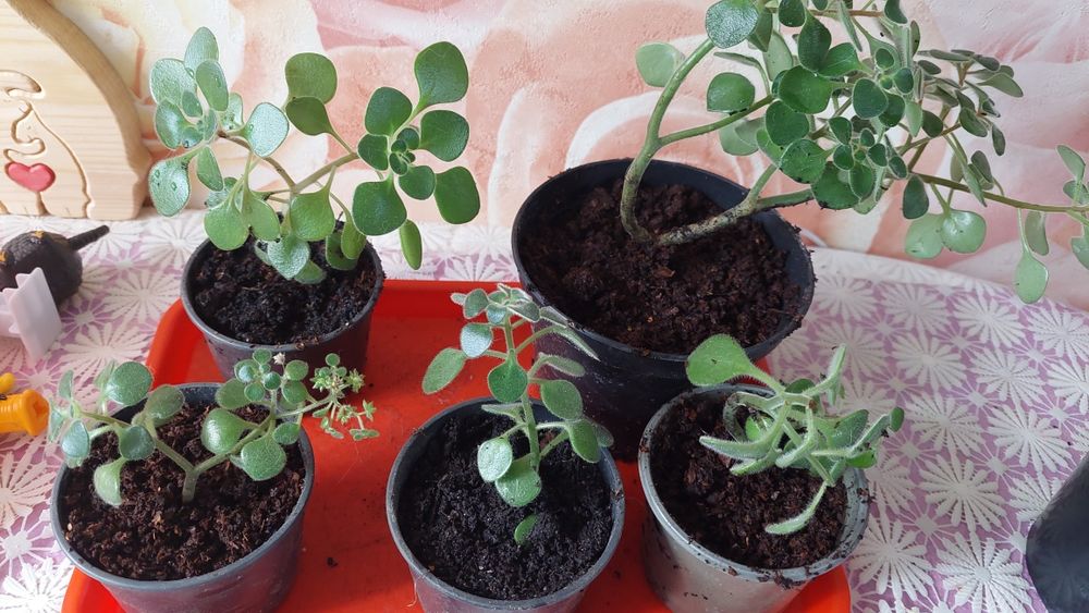 Аихризон дерево любви/ Аїхризон дерево кохання