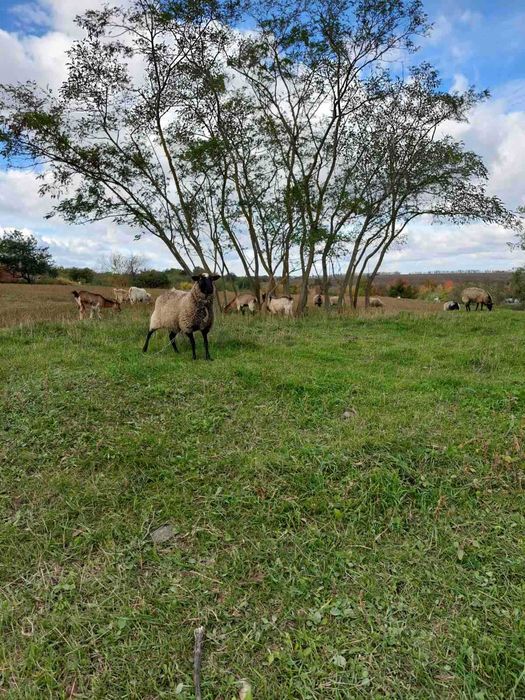 Кози,вівці,козенята