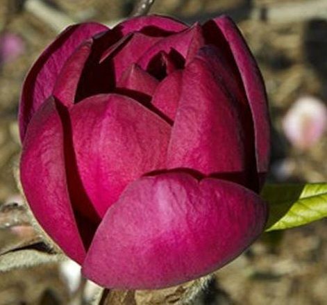Магнолії суланджа , джені і сюзан. АКЦІЯ НА МАМНОЛІЇ ВИСОТОЮ 1,80-2 МЕТРА