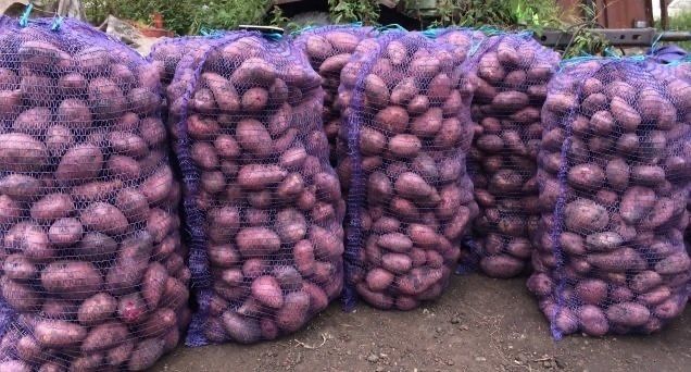 Продам картофель