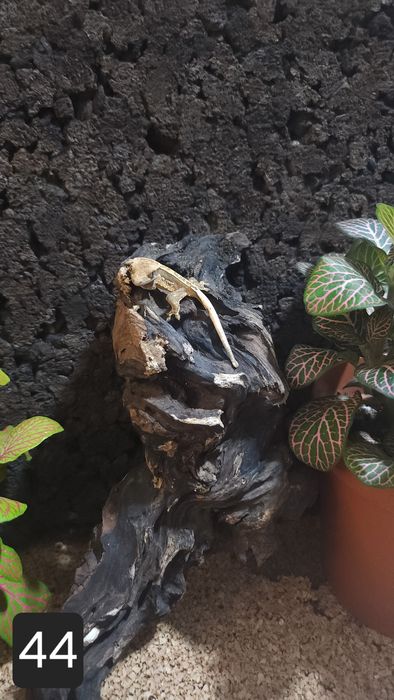 Młode gekony orzęsione wielokolorowe