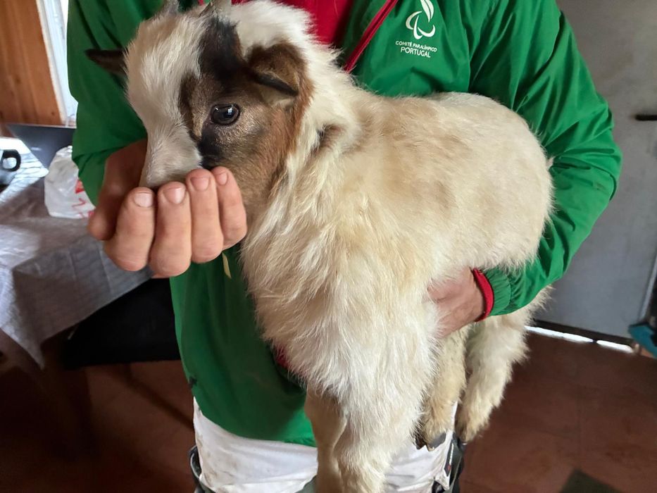 Casal micro anão meiguinhos