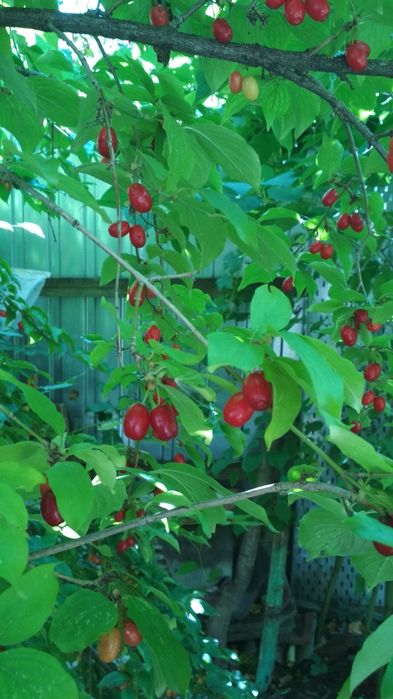 Кизил (дерен) саджанці сорт "Володимирський"