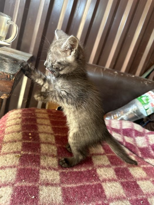 котики висловухі