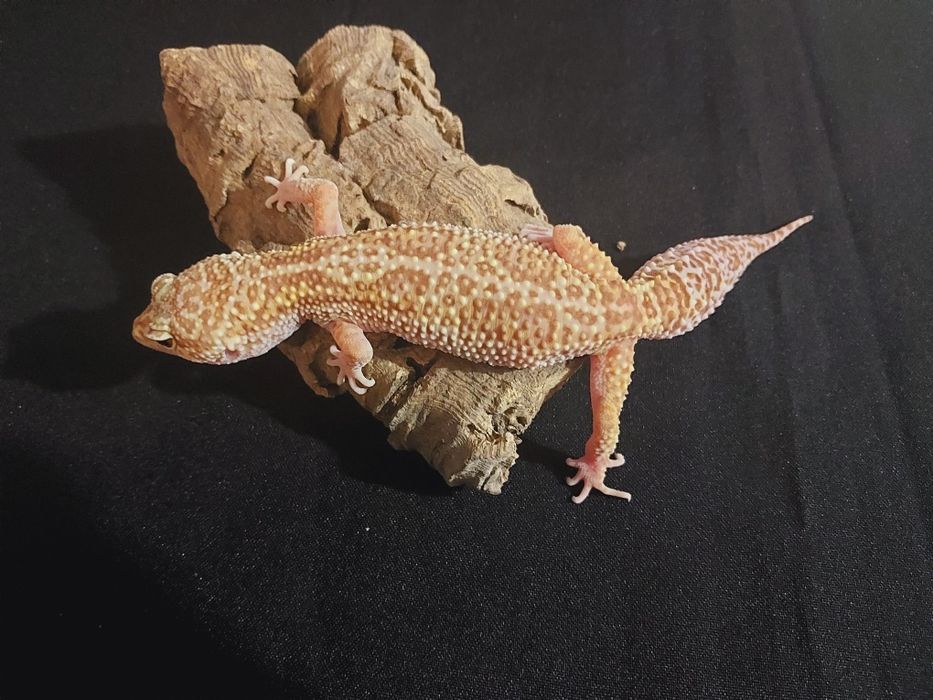 Gekony lamparcie samiczki