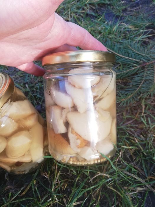 Czosnek zimowy Harnaś do sadzenia i jedzenia