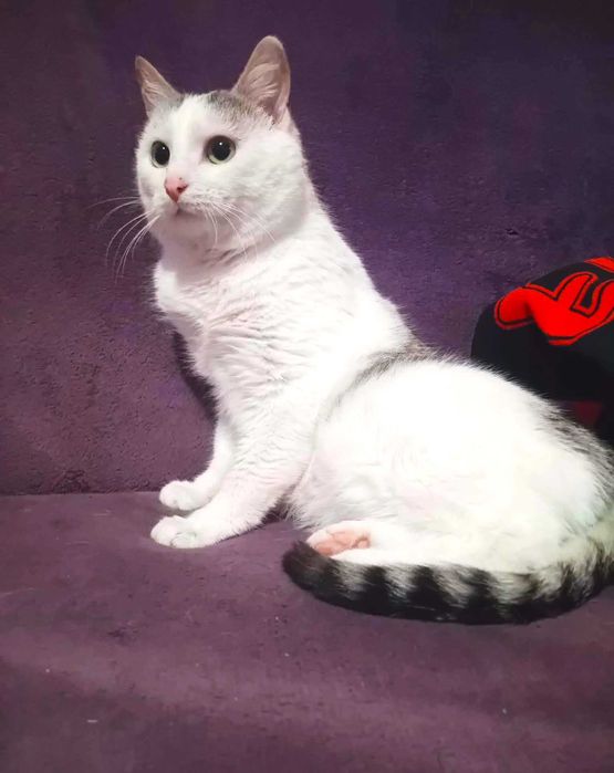 Kocurek Ptyś szuka domku