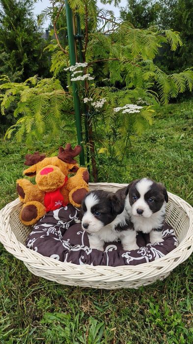 Welsh Corgi Cardigan słodki piesek Yogi Długowłosy Fluffyrodzice z kompletem badań genetycznych