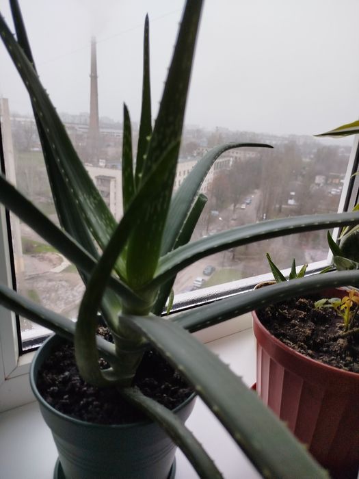 Продам алое 3-и річне