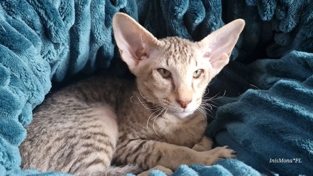 Kocięta Peterbald orientalny