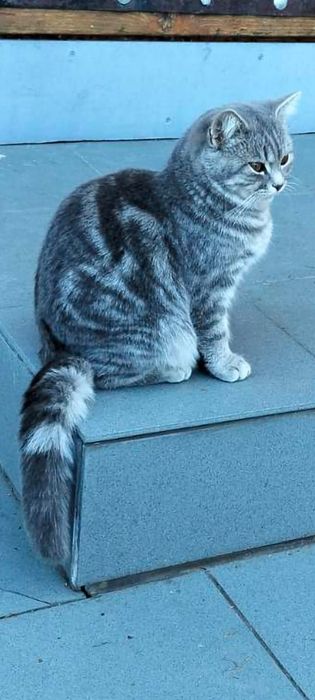 Маємо британське кошеня 6місяців 9травня народилася