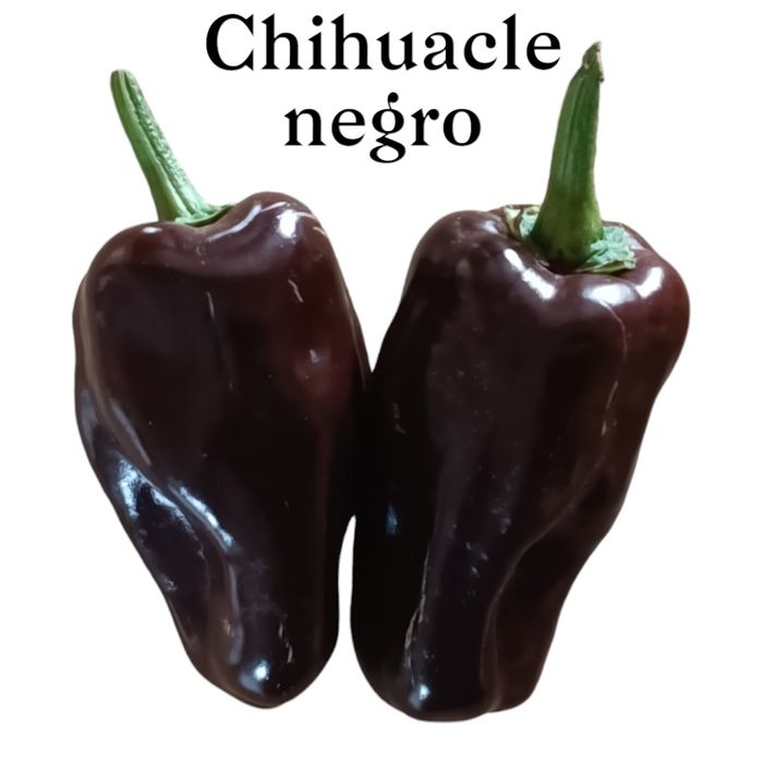 Vendo sementes de malaguetas / pimentas raras e de muitas variedades
