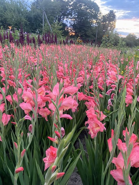 Гладіолус, гладіолуси, цибулина, квіти, косарик, косарик.