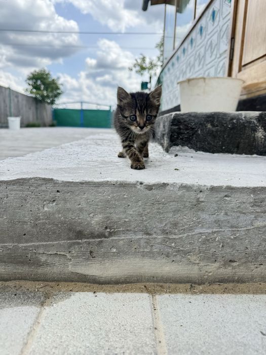 Віддам кошеняток