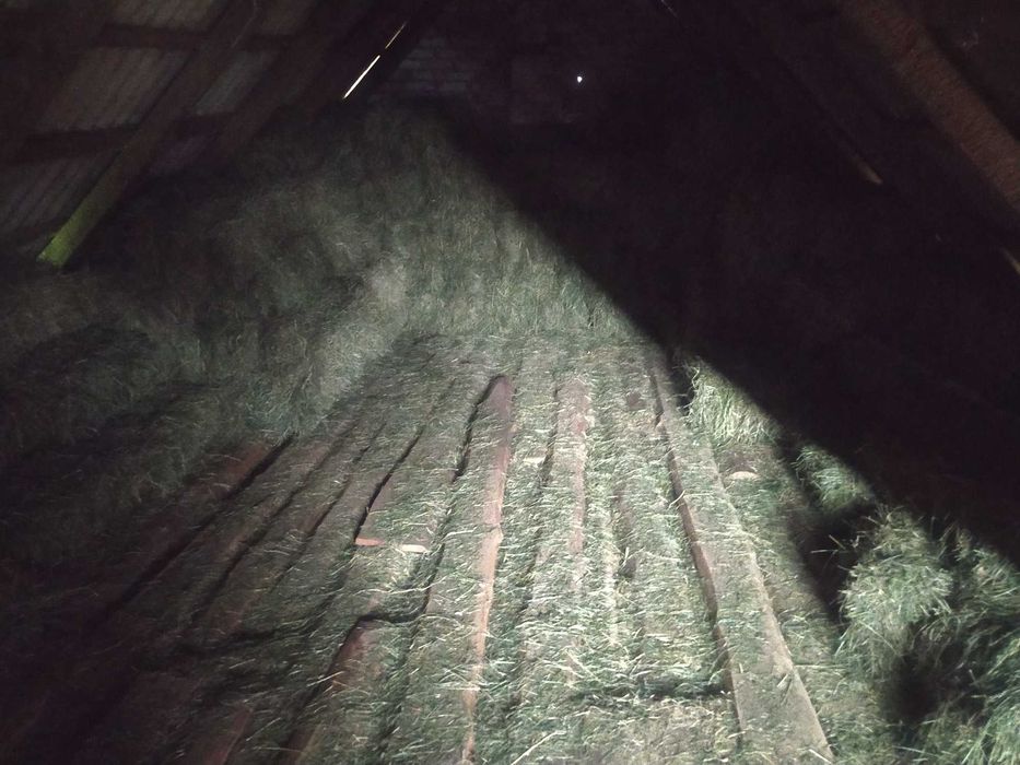 Siano w kostkach 100 szt