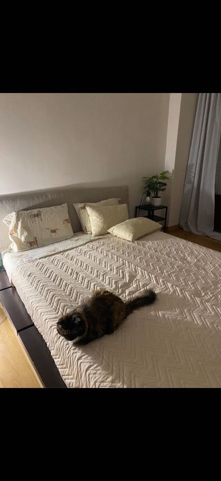 Cama baixa de madeira maciça
