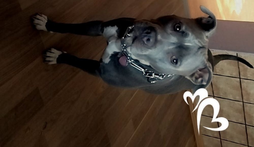 Oddam Nele do adopcji 5 letni amstafblu